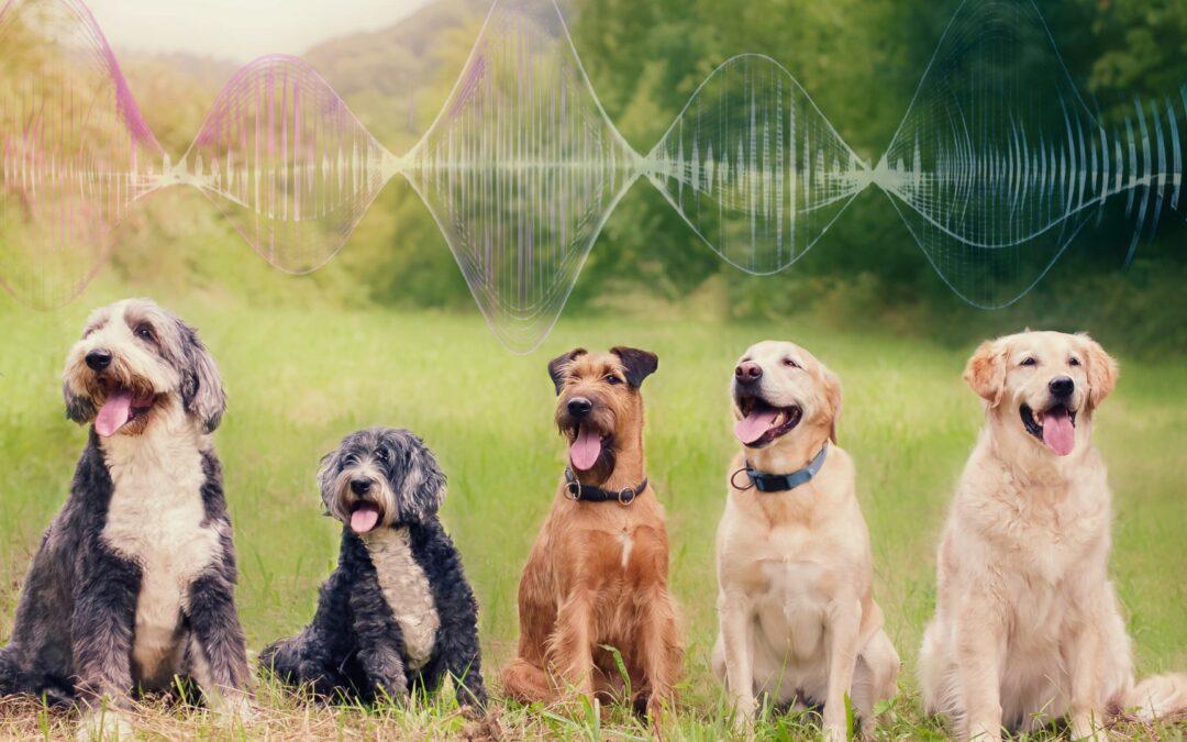 Chronisch belastet – plötzlich gesund? Was Quantenenergie bei Hunden bewirkt