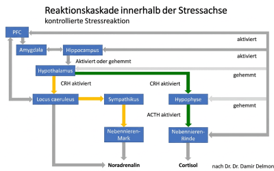 Wenn Stress den Körper fordert – 2/3
